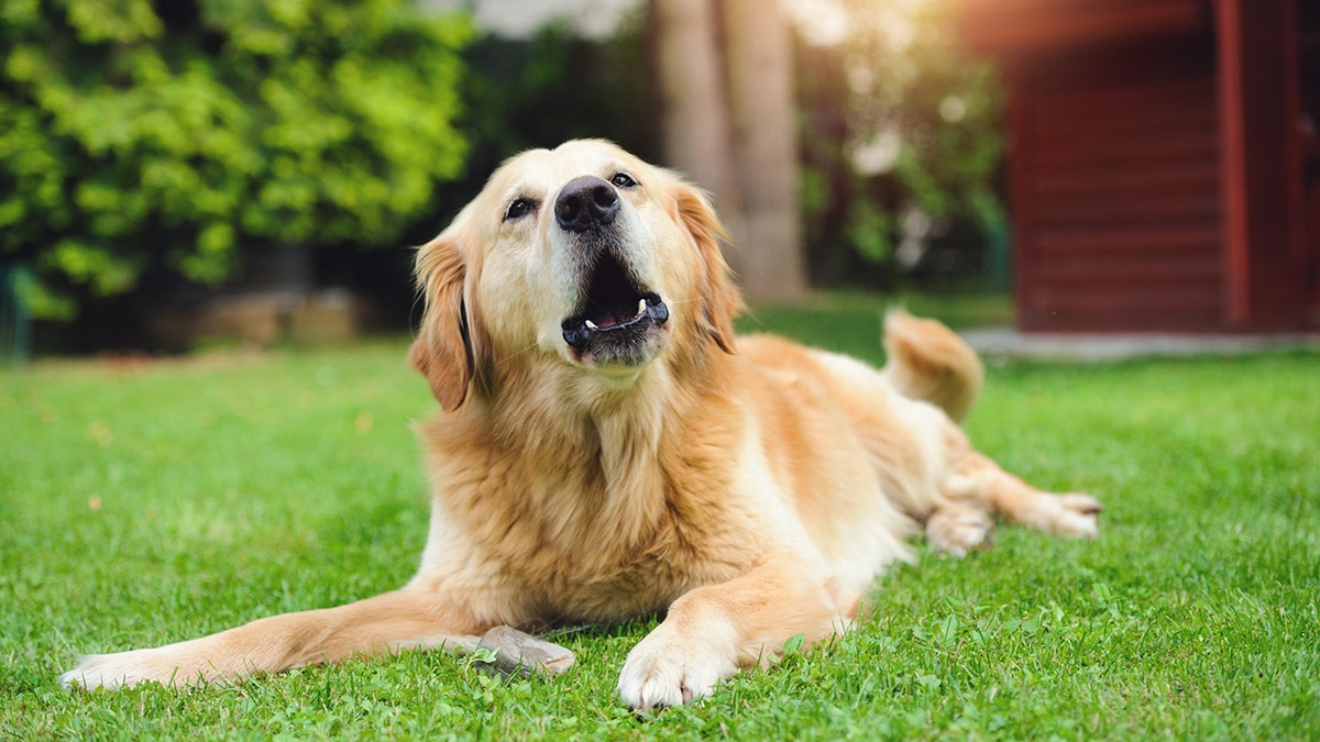 Clinical Pet Nutritionist Johnna Devereaux from Bow Wow Labs, Inc. told Fox News that new pet owners should be patient with their adopted dogs and fosters.