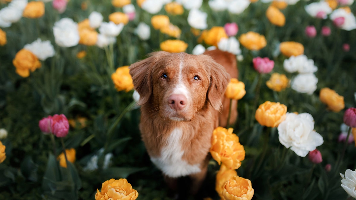 Some popular summer flowering plants, such as tulips, pictured, can be toxic to the health of dogs and cats.