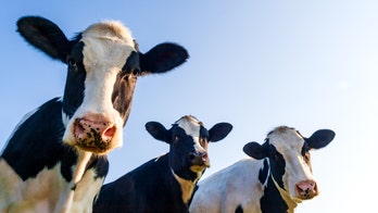 Pennsylvania court drops injunction against Amish farmer who suffered from police raid