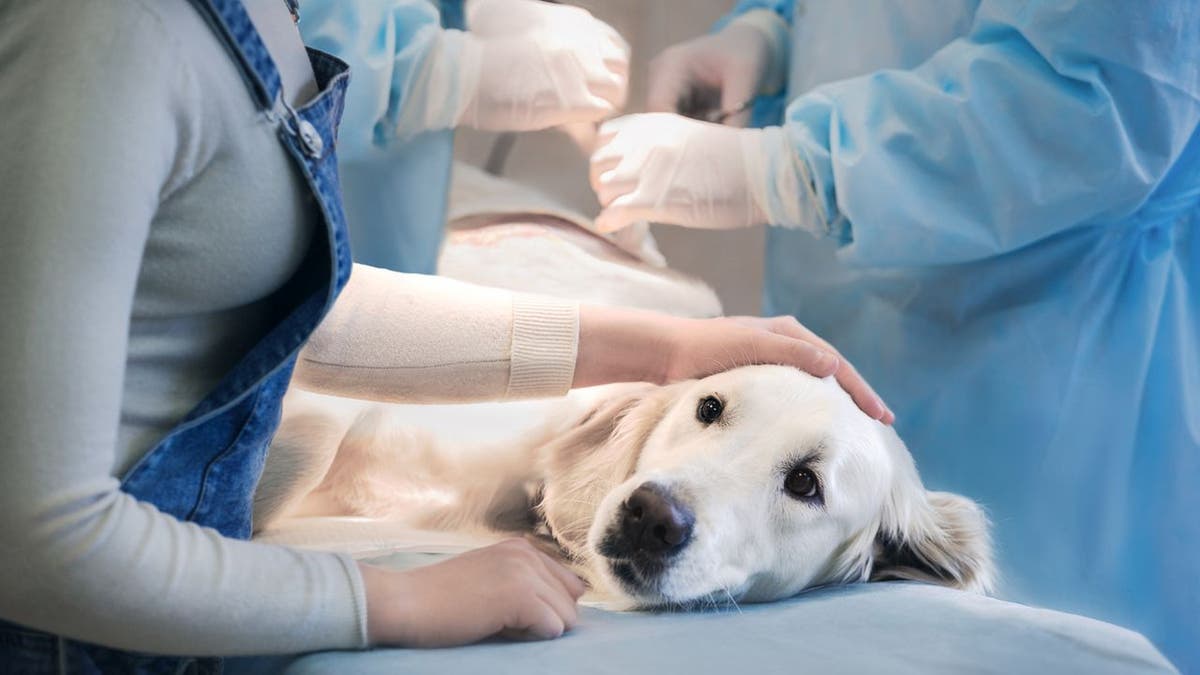 Dog at vet clinic