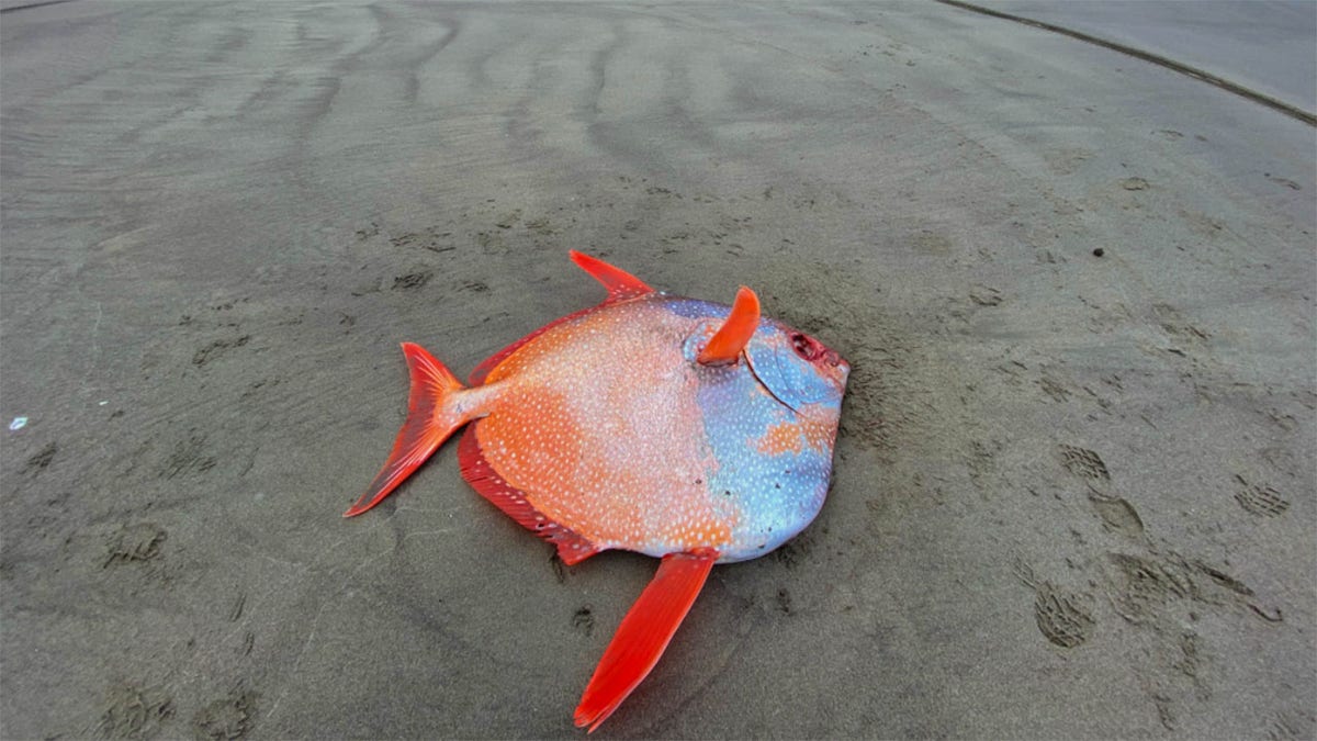 oregon opah 1