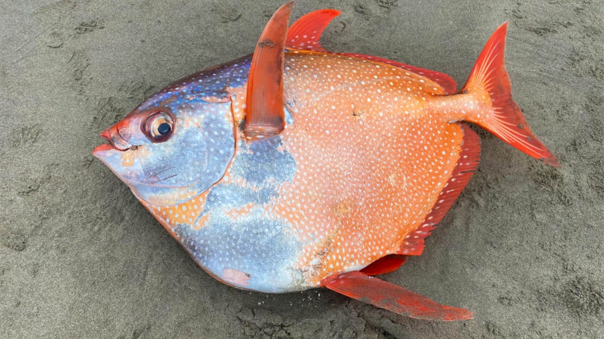 oregon opah