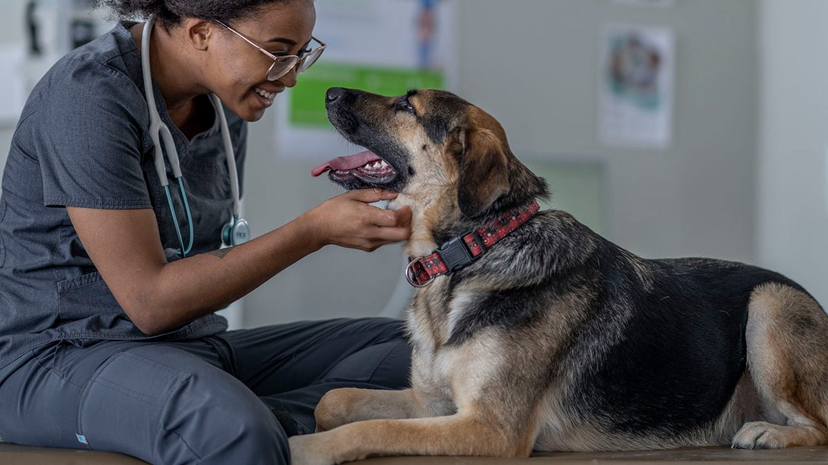 Vet cradles dog's head