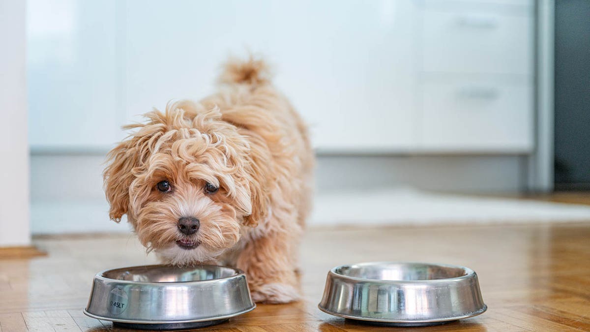 Puppy walking towards food bowls