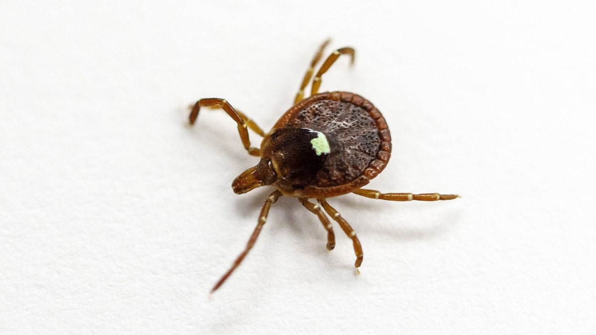 Lone star tick