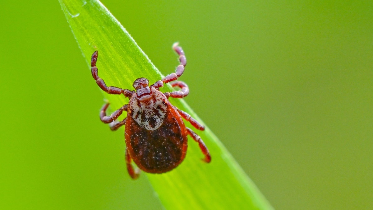 A tick on a blade of grass