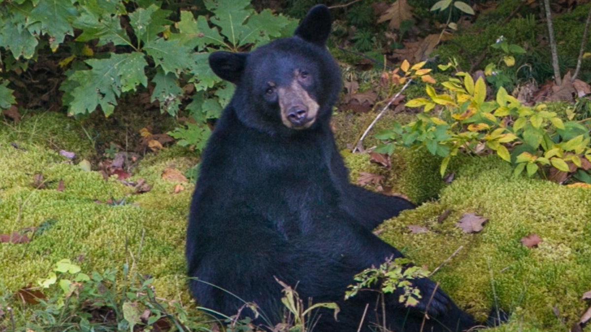 A black bear