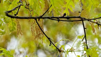 How to beat spring allergies with an early pollen season this year