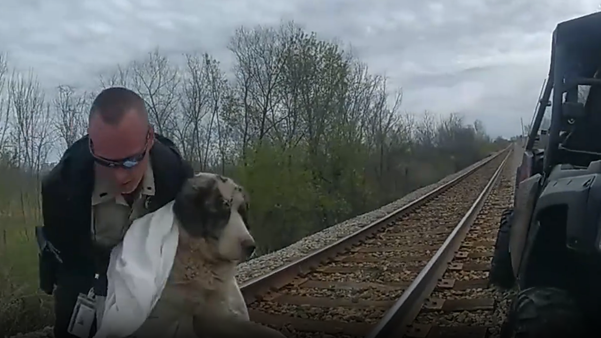 Dog being carried by officer