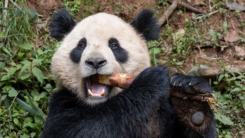 San Diego Zoo to welcome pair of giant pandas from China under conservation partnership