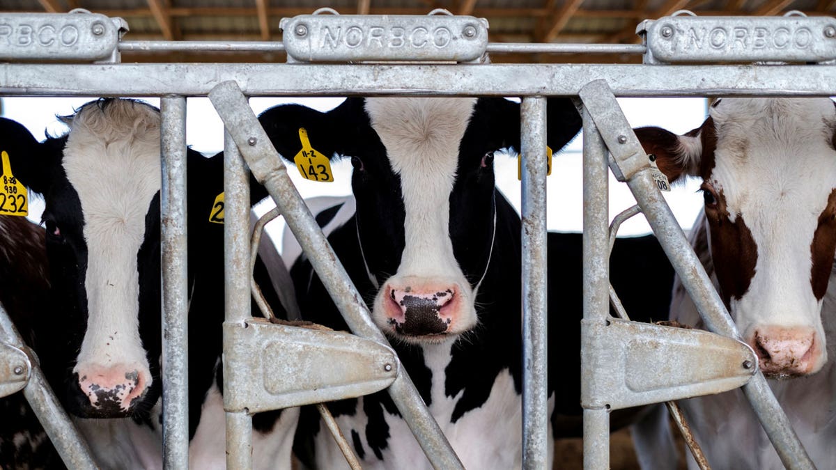 Three cows are seen standing in their pen.