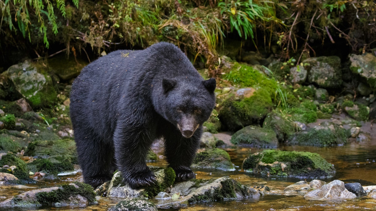 Six family members recently got sick after eating undercooked meat from a black bear (not pictured), as reported in the CDC's Morbidity and Mortality Weekly Report. 