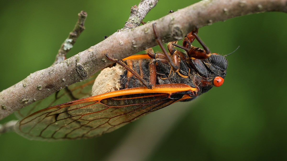 cicada infected by Massospora cicadina 