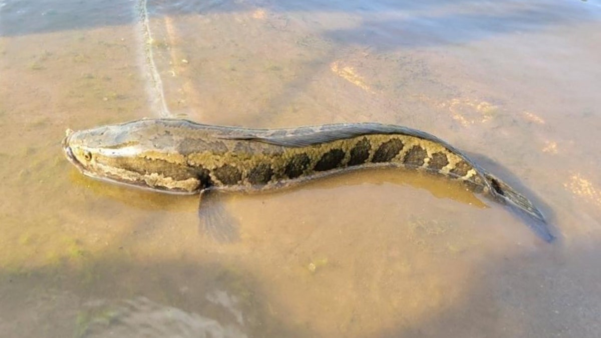 Northern snakehead caught in MO