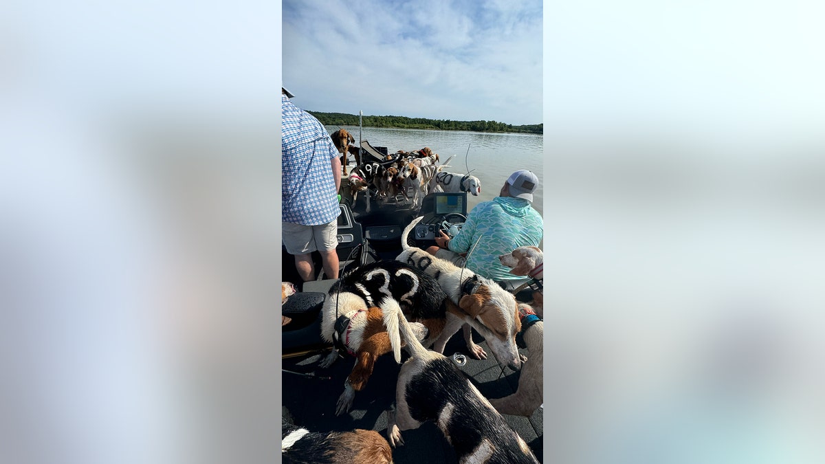 dogs-rescued-in-lake