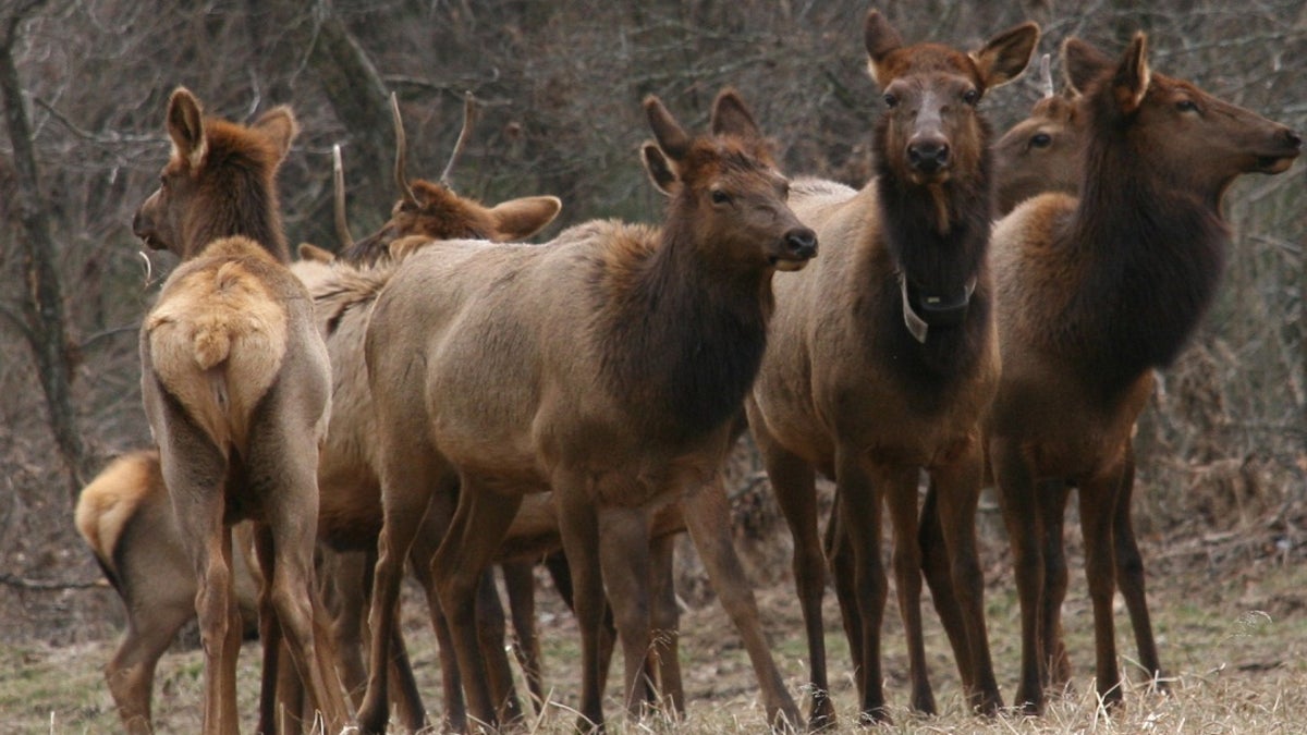 Small herd of elk.
