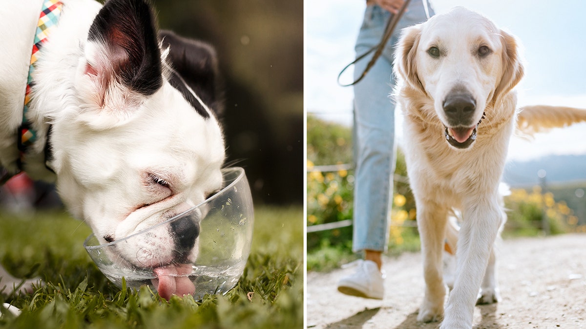 Dog drinking water and walking