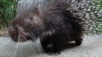 Nolina the porcupine celebrates huge birthday at Oregon Zoo: 'Looking sharp'