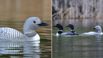 Rare white loon captured by photographer in Canada, last seen 4 years ago