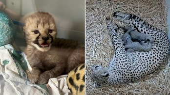 Cheetah cub, an 'only child,' is moved into ‘foster family’ to increase its odds of survival