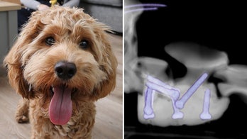 Curly-haired dog given second chance at life after receiving 3D-printed surgical screws: He's a 'puppy again’