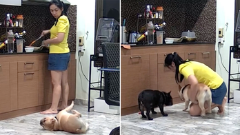 Shocking moment caught on video: Dog owner helps choking pet as doctor gives Heimlich tips