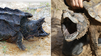 Prehistoric-looking alligator snapping turtles to be reintroduced into Kansas waters