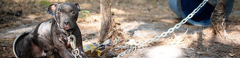 A dog chained to a tree