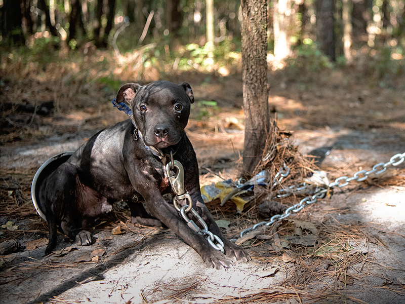 A dog chained to a tree