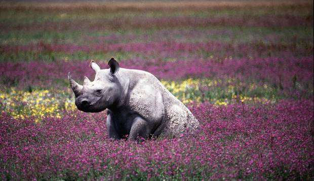 Chifre de ouro. O rinoceronte é um dos animais mais afetados pela caça na África: na foto, ele está na Cratera Ngorongoro, Tanzânia