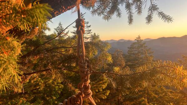 As wildfires rage in Oregon, tree-sitters continue protests to protect old growth trees