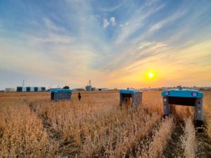 Mineral rovers, field, 2