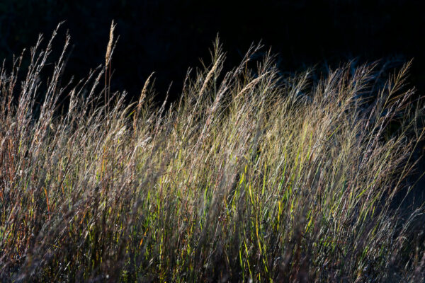 tall grasses