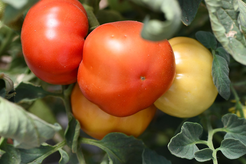 How to store tomatoes