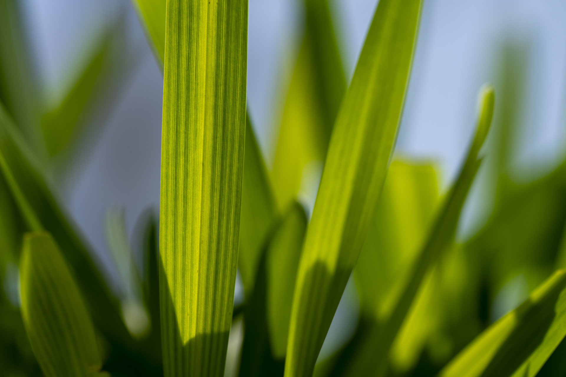 Four tips for easier mowing and keeping lawns lush