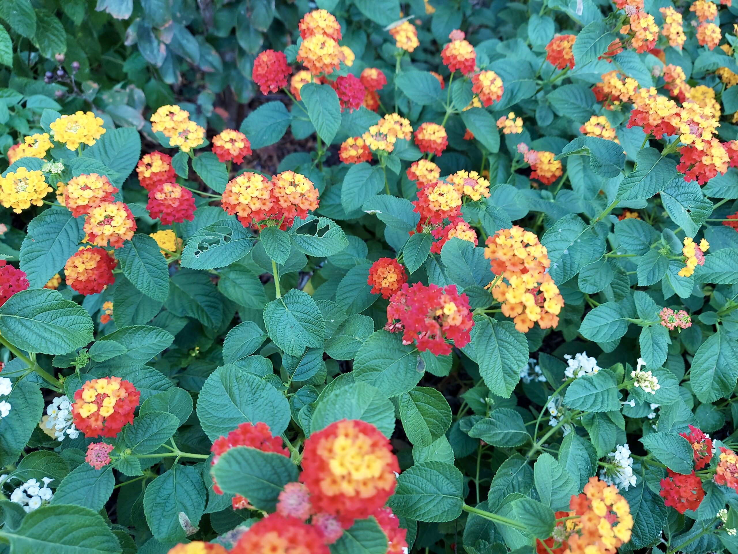 Lantana camara varieties named newest Texas Superstars