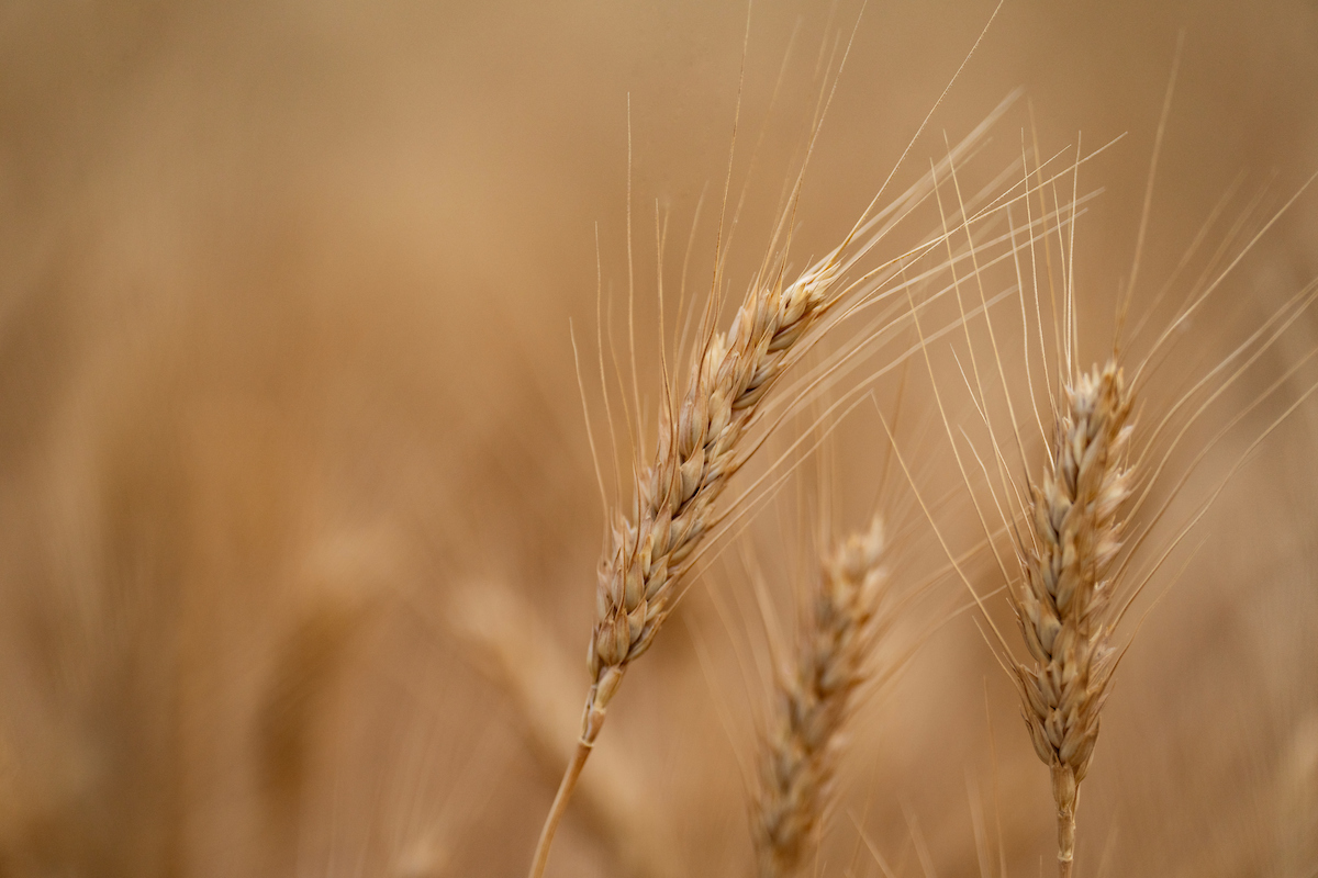 Wheat harvest struggling across the state