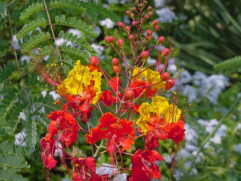 Protect your garden from water stress caused by too much, not enough rain