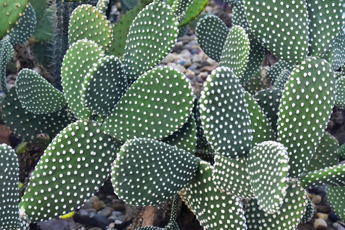 The Living Desert Zoo and Gardens