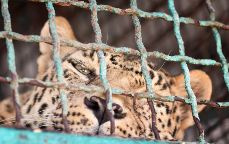 leopard in a cage