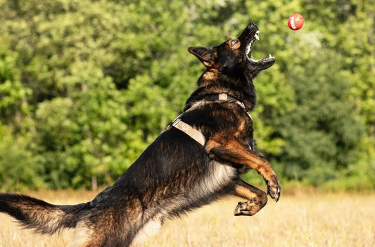 Top 5 Easiest Dog Breeds to Train