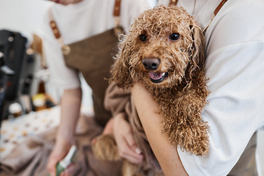 Exploring the World of Large Hypoallergenic Dog