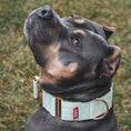 Load image into Gallery viewer, 2" Luxe Martingale Dog Collar - Rose Gold - Honeydew
