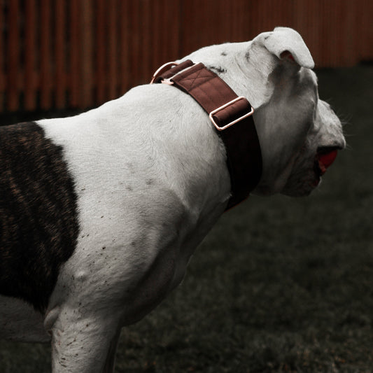 2" Luxe Martingale Dog Collar - Rose Gold - Chocolate