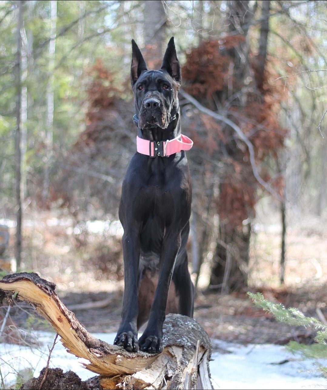 2" Tactik Dog Collar - Rose