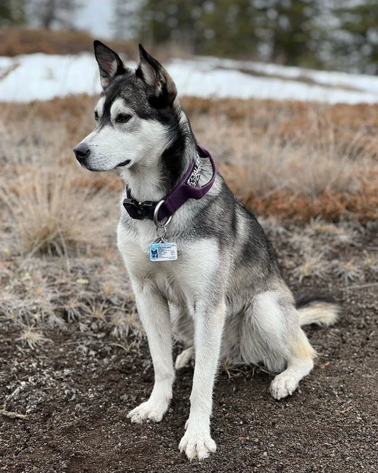 1.5" Tacti Slim Dog Collar - Grape