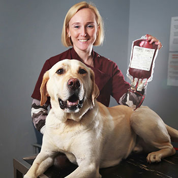 Dog Donating Blood