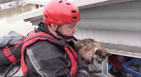 Cat floats in cat litter rescued