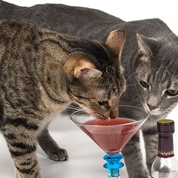 Have a cocktail with your pet