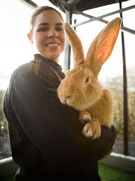 Giant Rabbit Finds Home